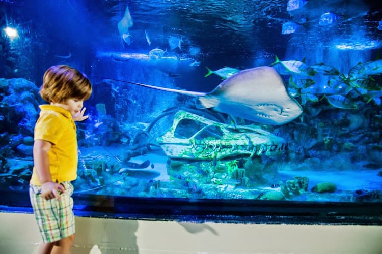 SEA LIFE Arizona Aquarium — photo 1 of 1