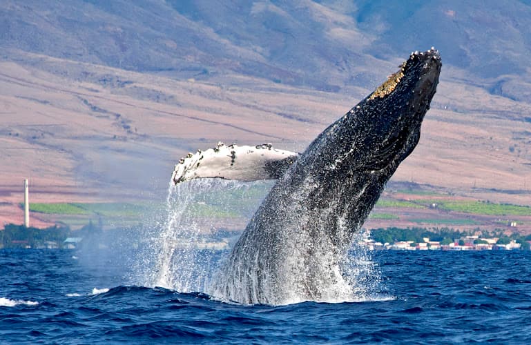 Ultimate Whale Watch & Snorkel
