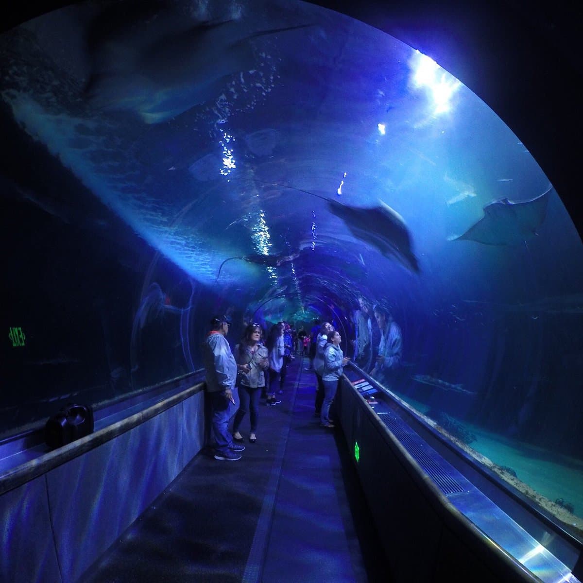 Aquarium of the Bay — photo 1 of 2