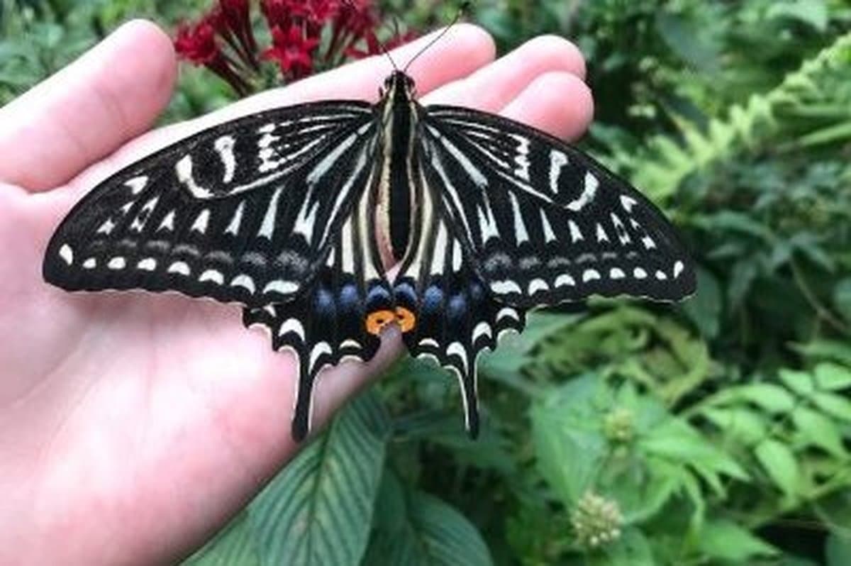 The Maui Butterfly Farm
