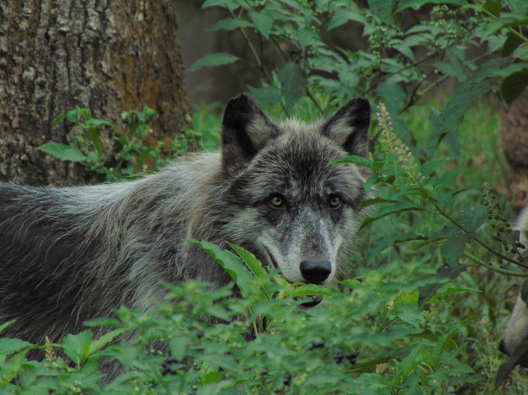 Oatland Island Wildlife Center