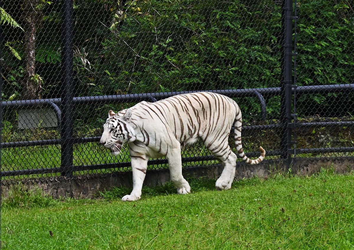 Panaewa Rainforest Zoo and Gardens