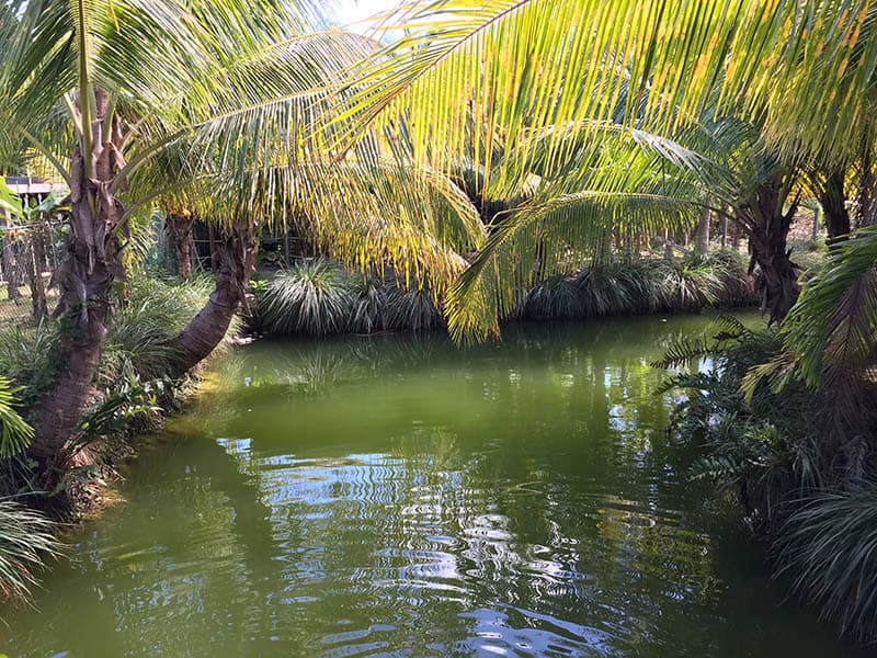 Simply Dave Nassau Tours