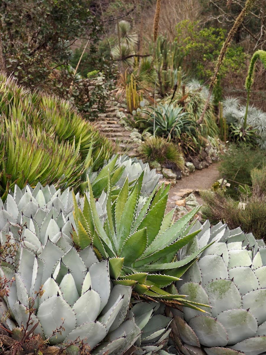 University of California Botanical Garden