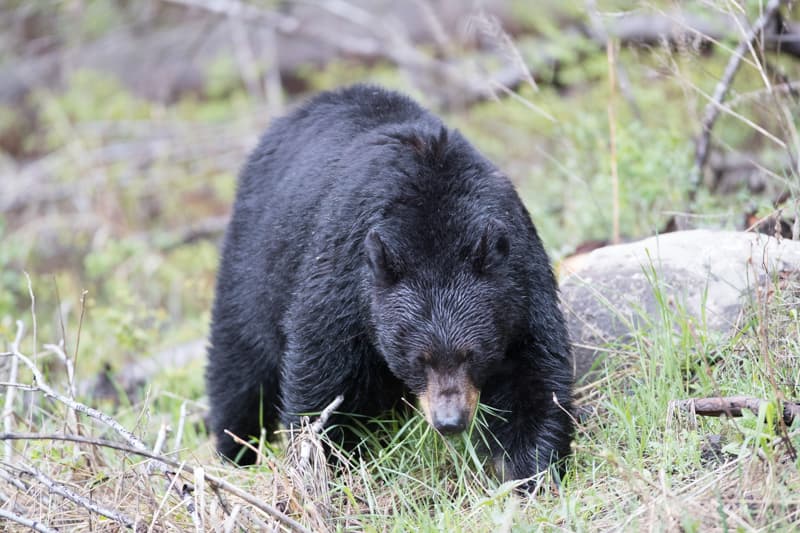 Grizzly Country Wildlife Adventures