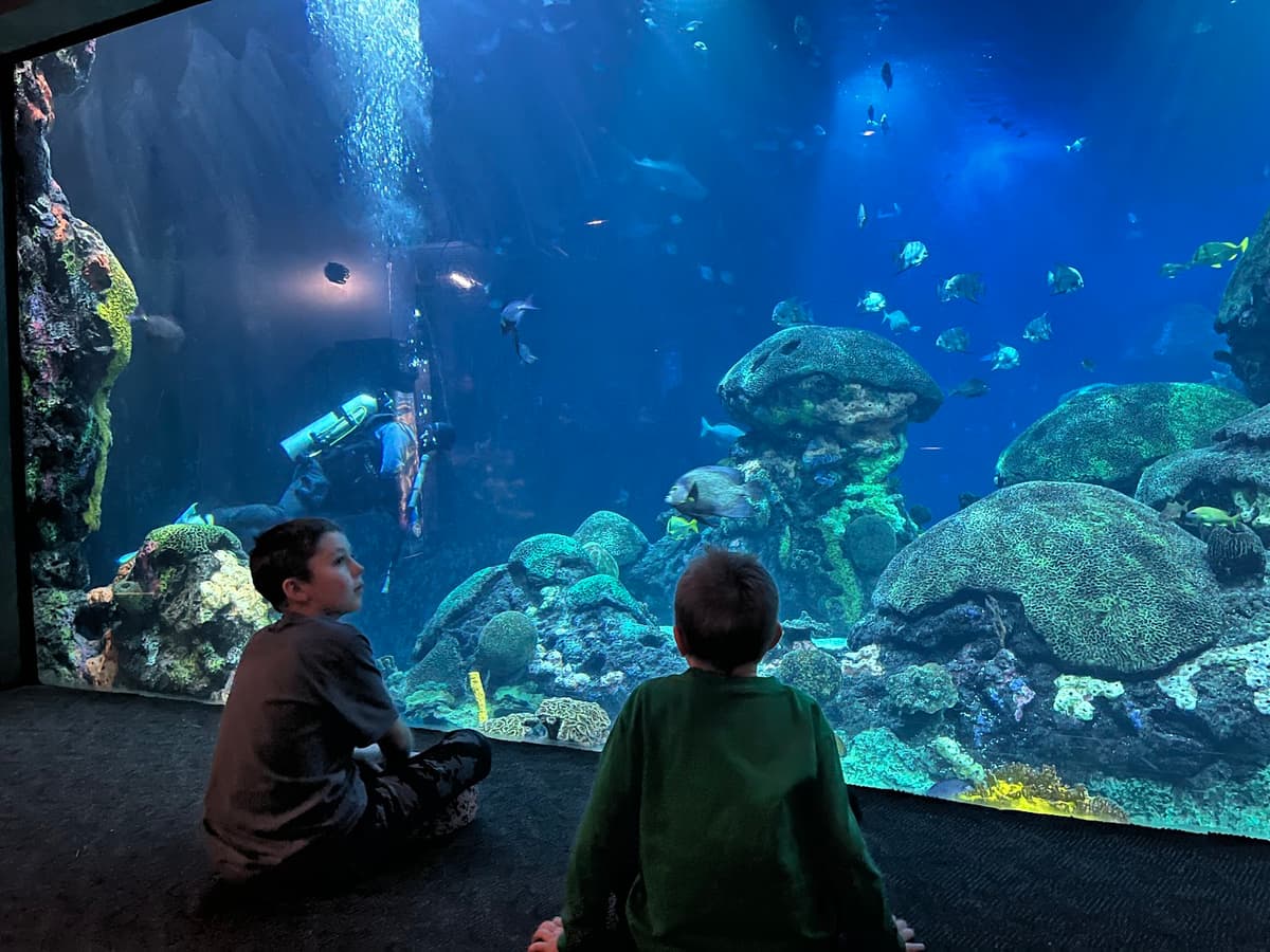 Tennessee Aquarium