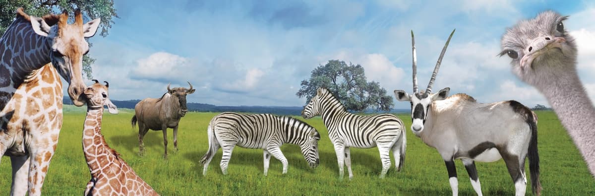 Natural Bridge Wildlife Ranch