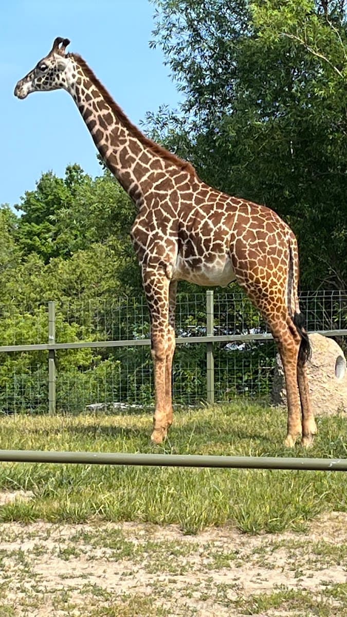 African Rainforest Pavilion