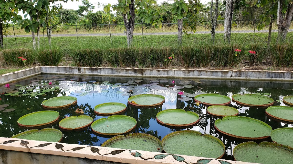 Belize Spicefarm and Botanical Gardens