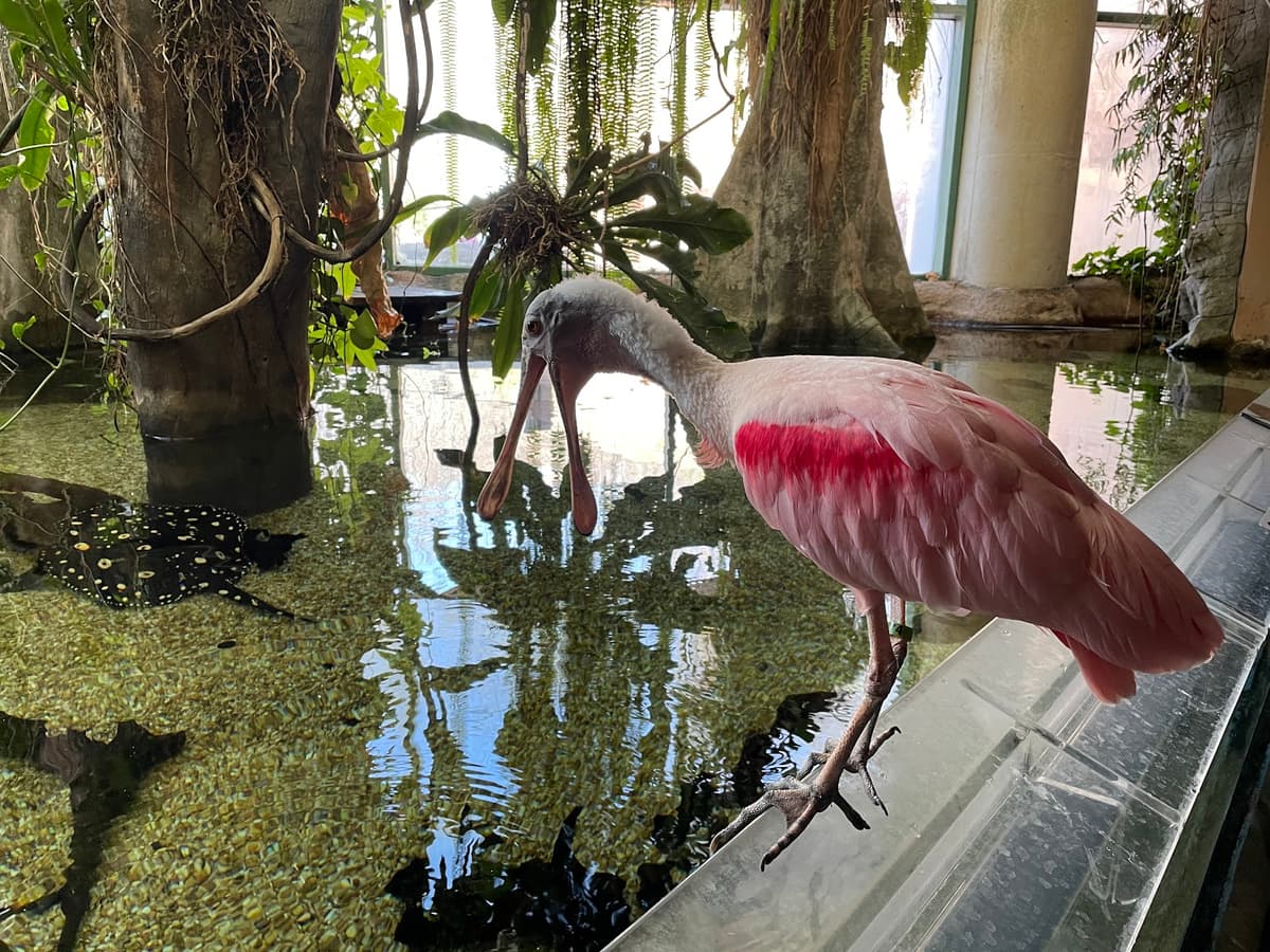 Amazonia — photo 1 of 1