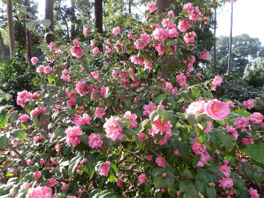 Coastal Georgia Botanical Gardens at the Historic Bamboo Farm — photo 1 of 6
