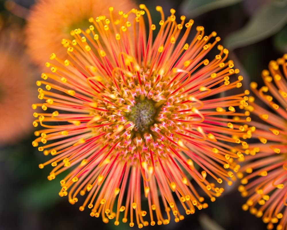 UC Santa Cruz Arboretum & Botanic Garden