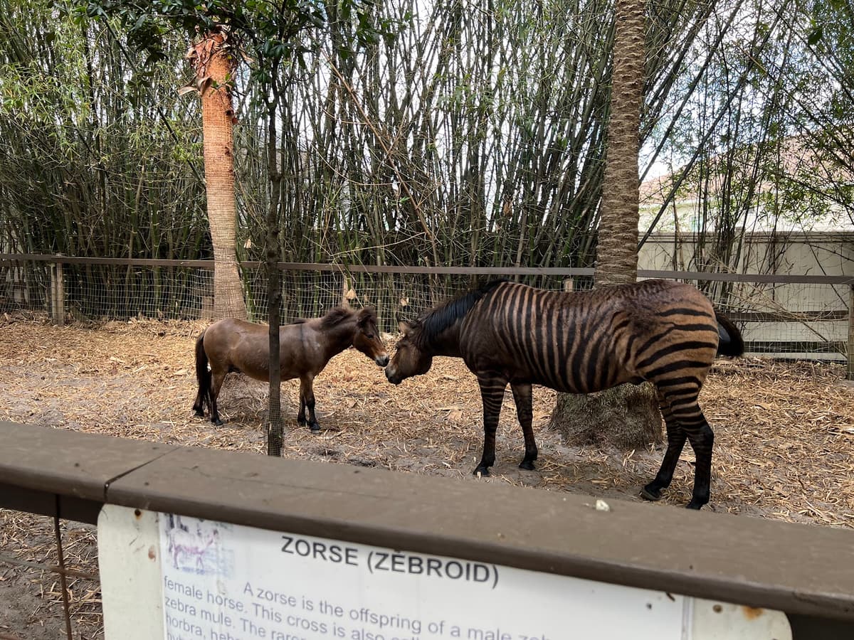 HorsePower for Kids & Animal Sanctuary