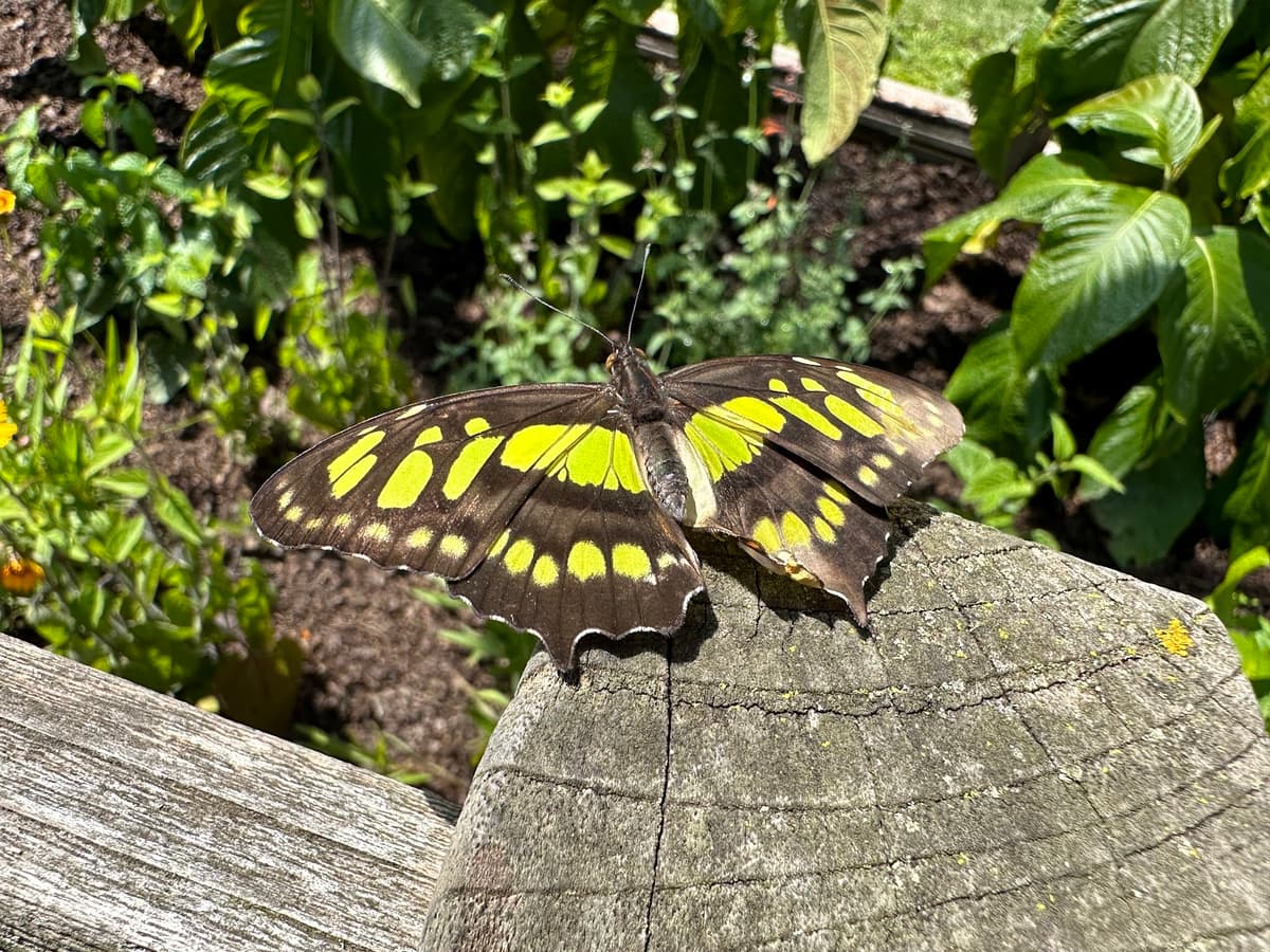 Butterflies and Blooms