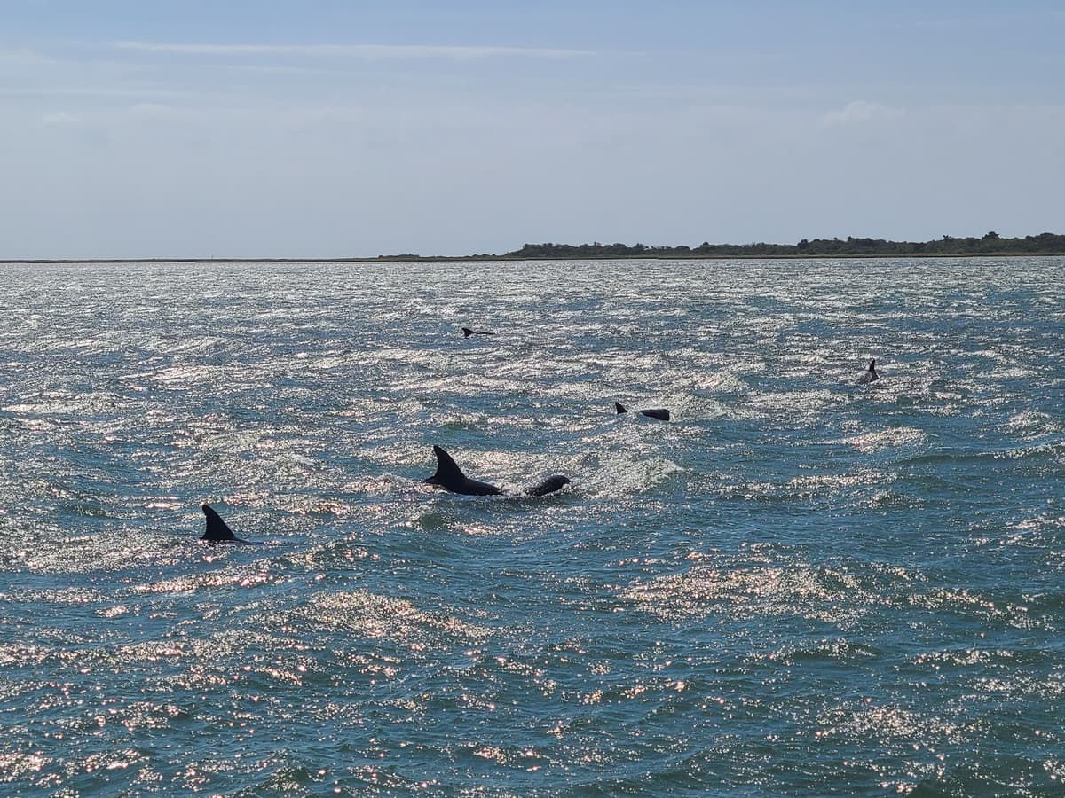 Nags Head Dolphin Watch