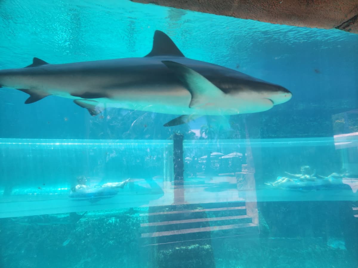 Challenger Slide — photo 1 of 1