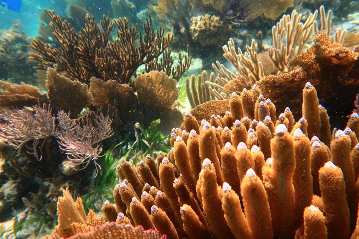 Puerto Morelos Reef Snorkeling