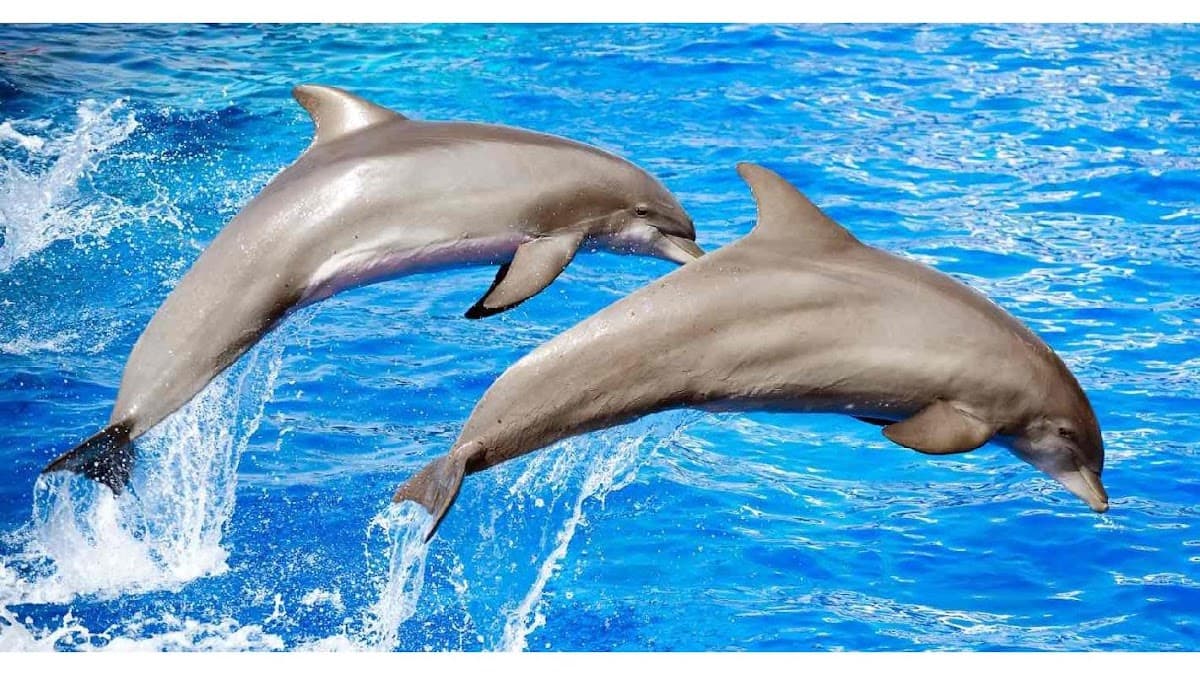 Dolphin & Nature Tour