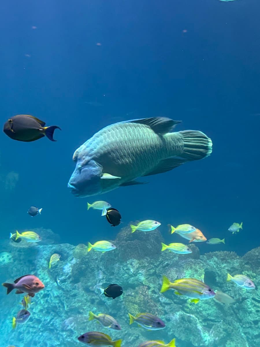 Sobela Ocean Aquarium