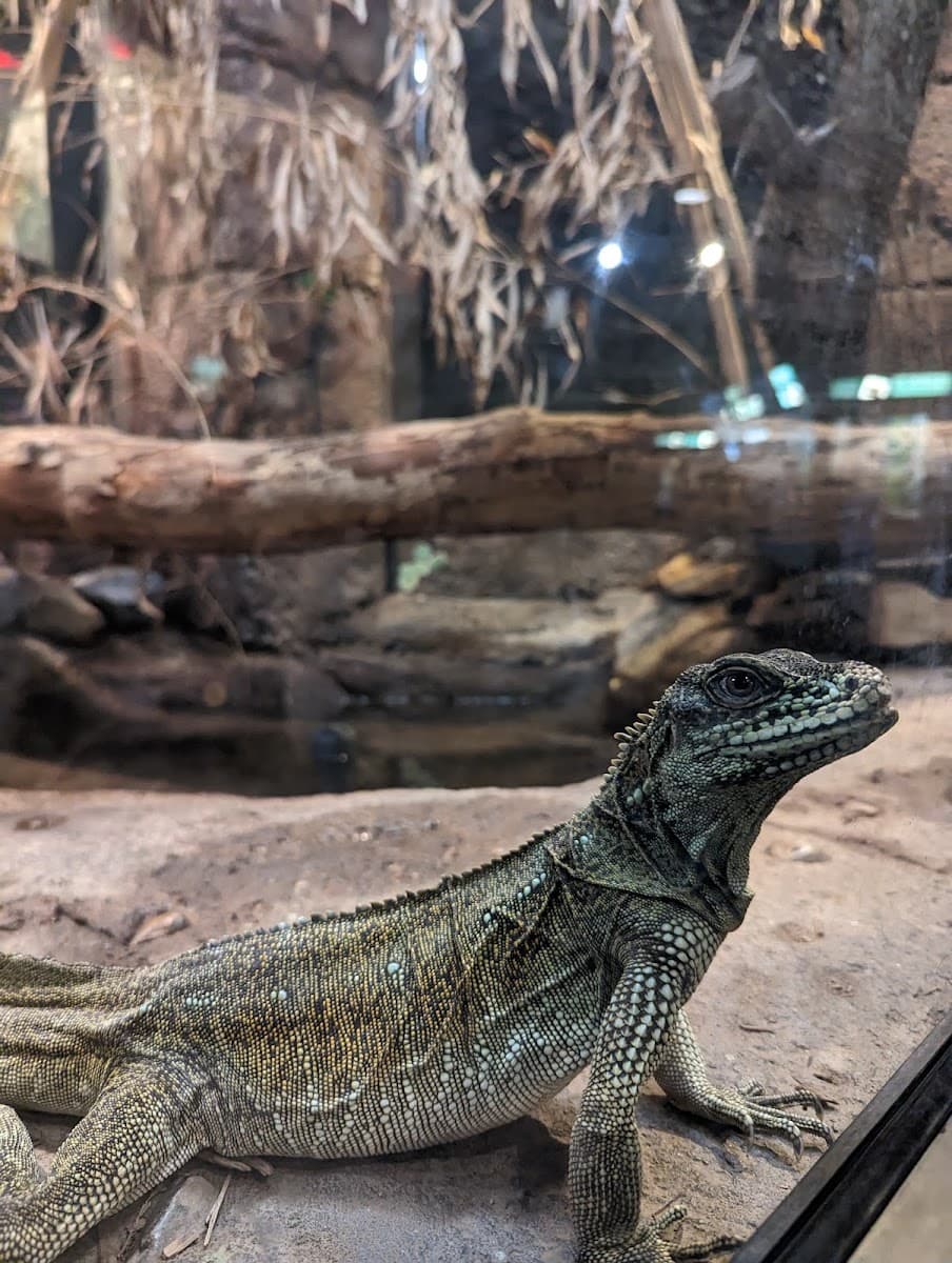 Reptile and Amphibian House