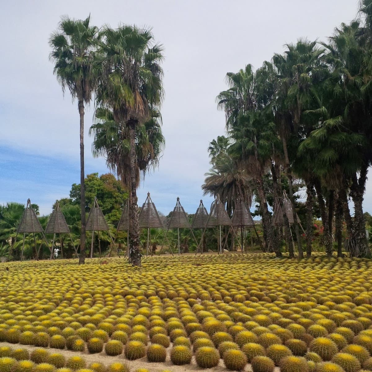 Wirikuta Desert Botanical Garden