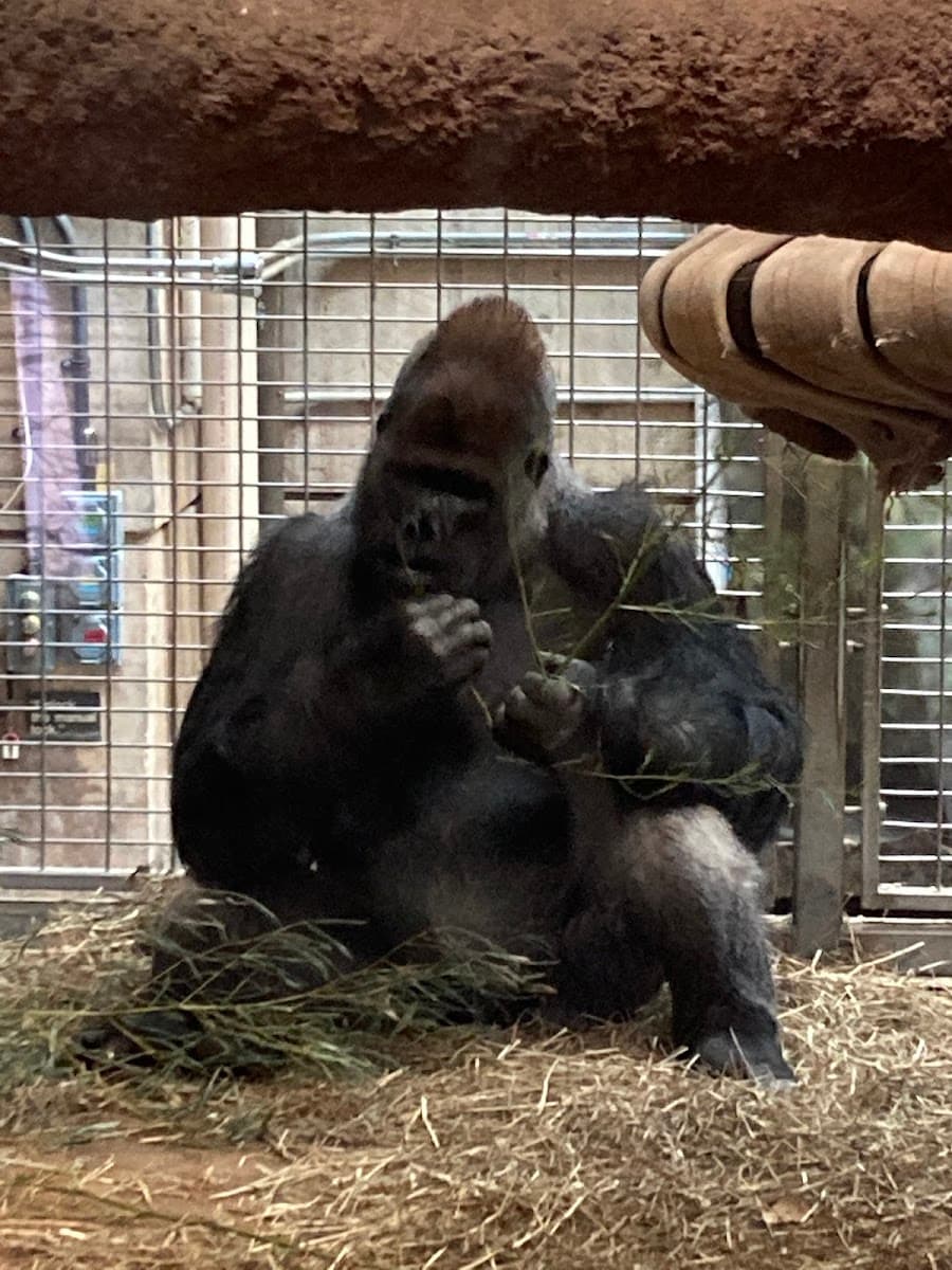 Great Ape House — photo 1 of 1