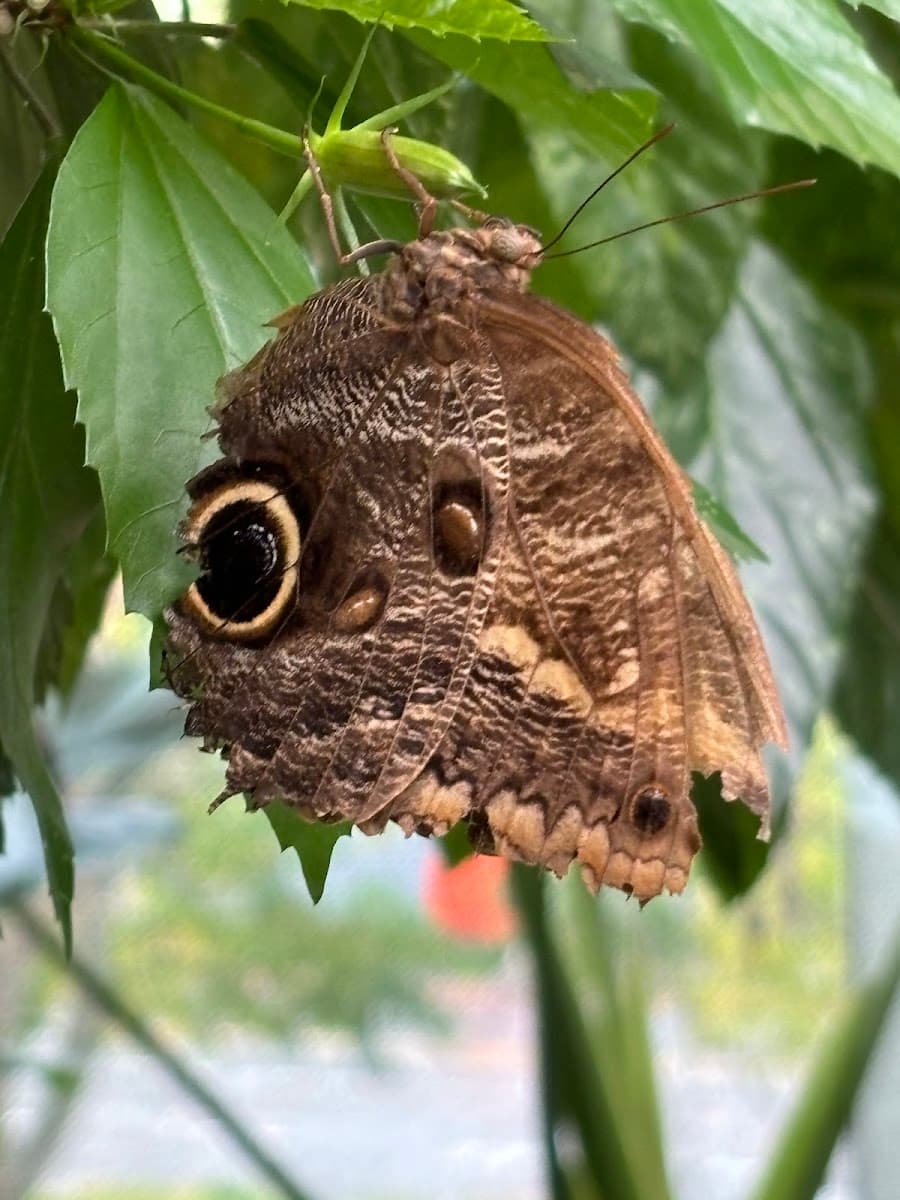 Tropical Butterfly House