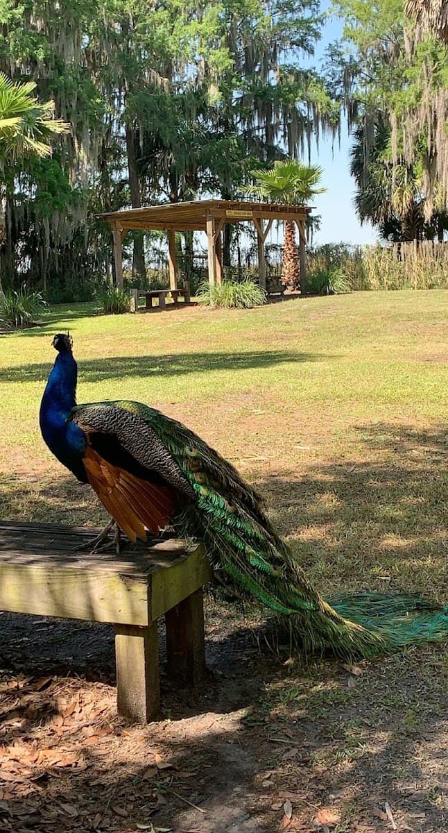 Wild Florida Adventure Park