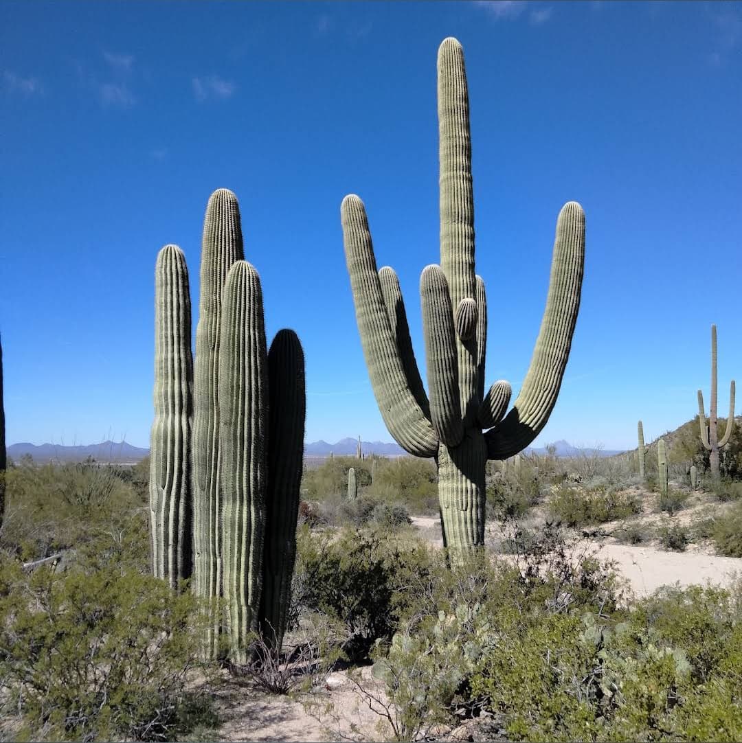 Arizona-Sonora Desert Museum
