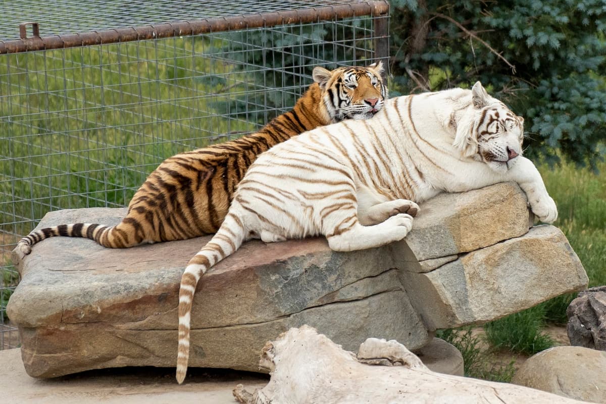 The Wild Animal Sanctuary