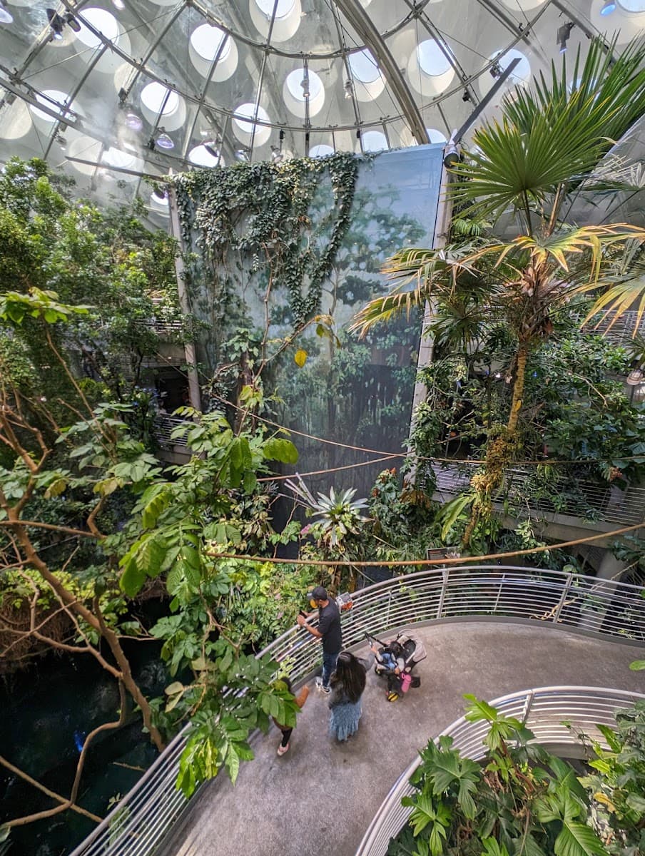 Osher Rainforest at the California Academy of Sciences