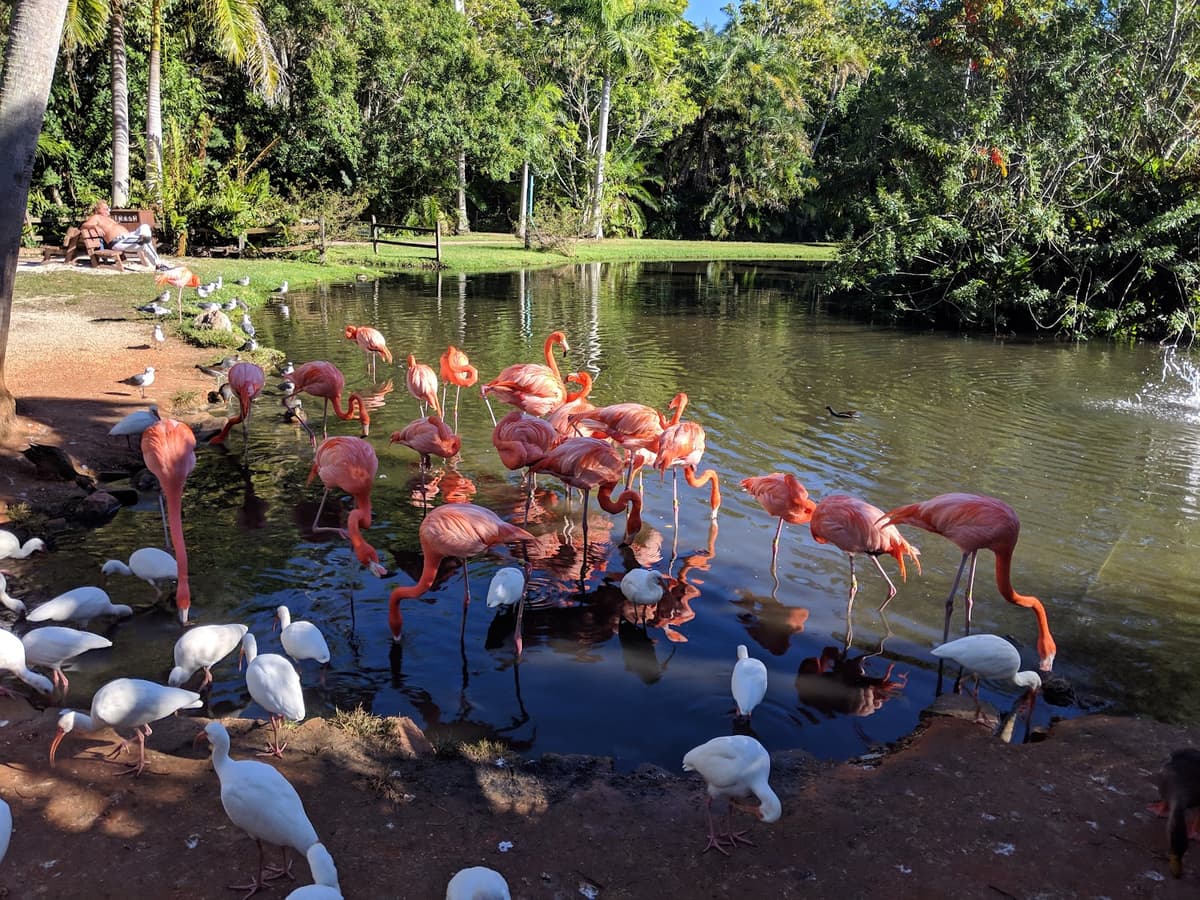 Sarasota Jungle Gardens