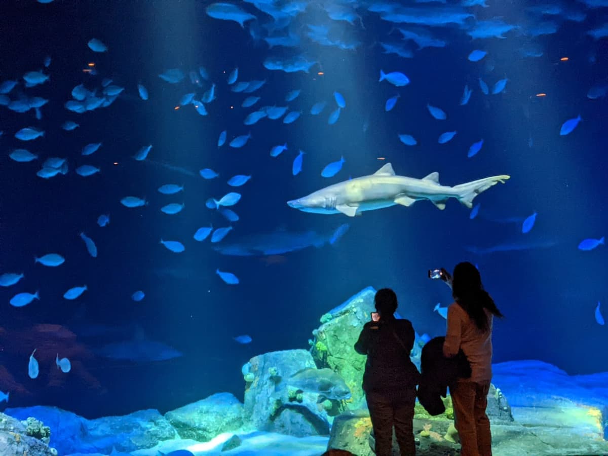 Ocean Wonders: Sharks!