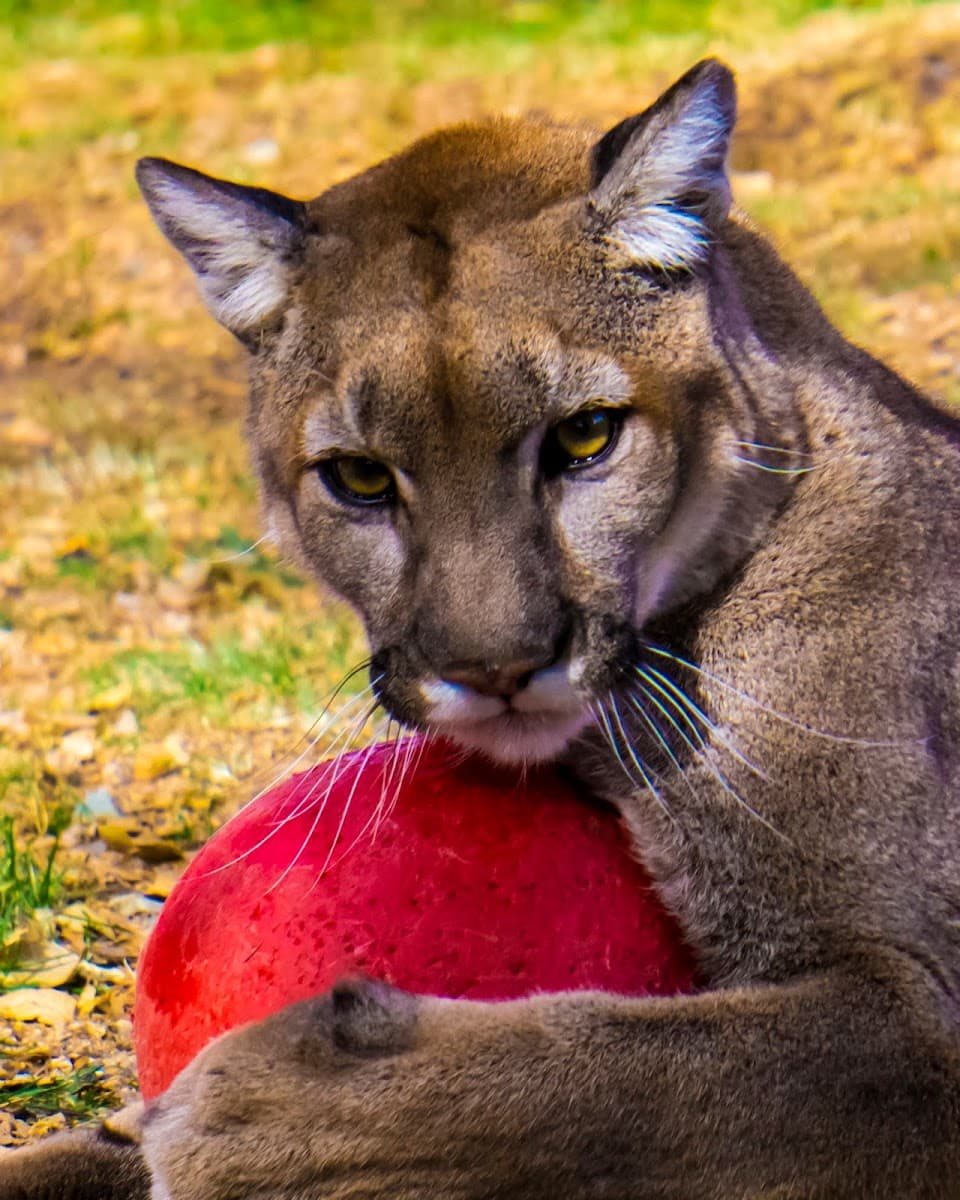 Heritage Park Zoological Sanctuary