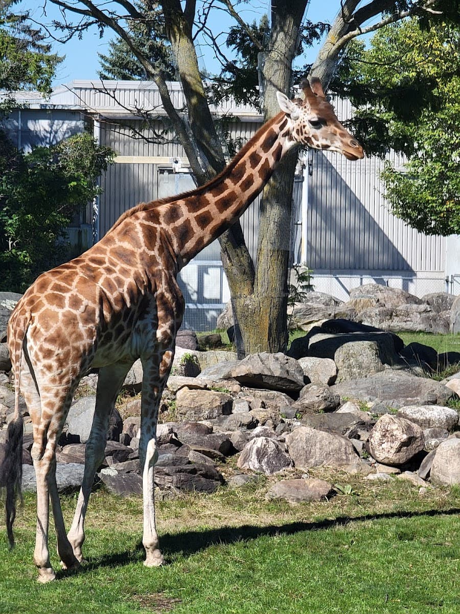 Granby Zoo (Zoo de Granby)