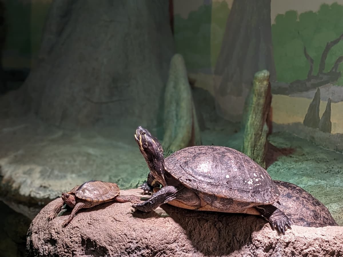 Schlessman Family Foundation Tropical Discovery