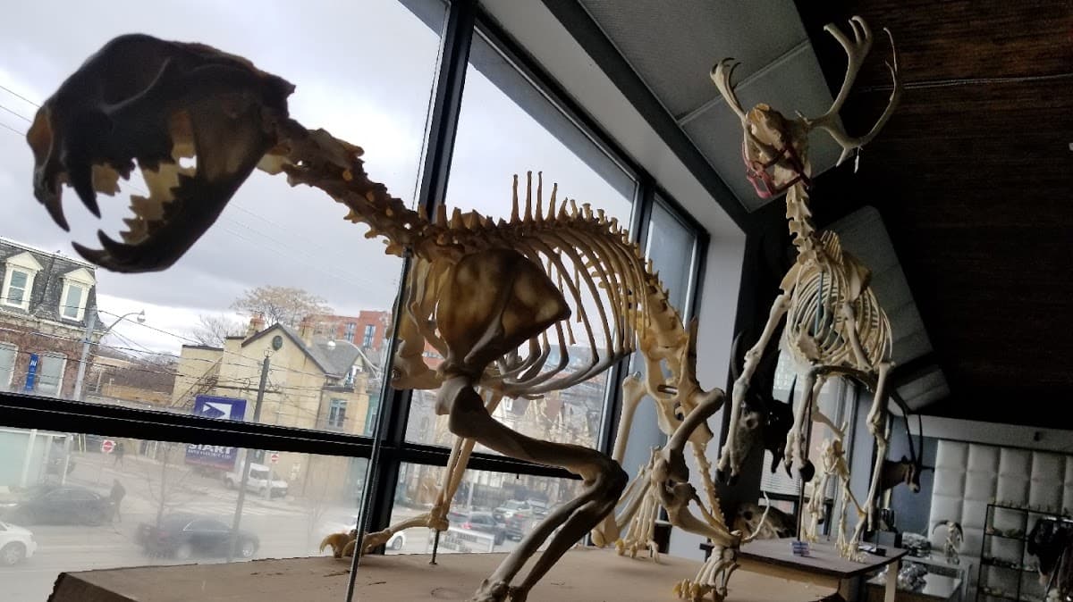 Prehistoria Museum & SkullStore Oddity Shop