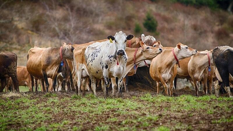 The Lands at Hillside Farms — photo 1 of 1