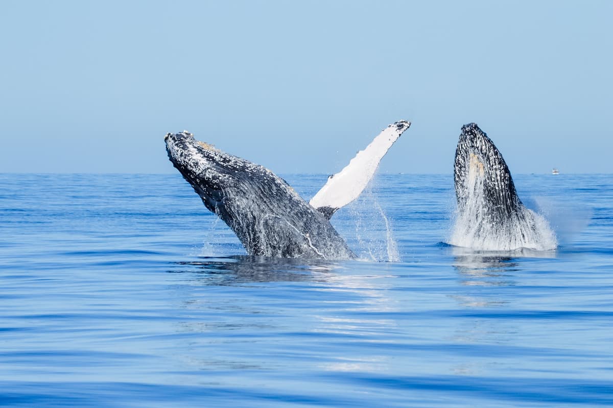 Whale Watching Tours