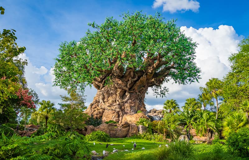 Disney's Animal Kingdom Theme Park