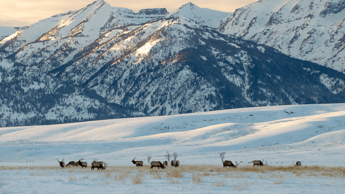 National Elk Refuge — photo 1 of 1